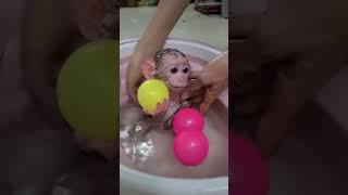 O macaquinho mais fofo!