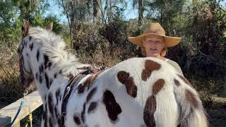 How Much Ground Work Should You Do With An Appaloosa Horse?