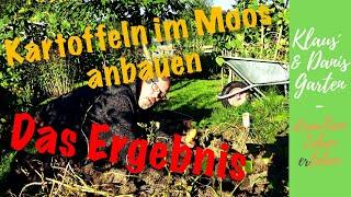 Kartoffeln im Moos anbauen / Das Experiment