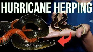 We Found This RARE Snake Herping In A Hurricane: The Carolina Swamp Snake!