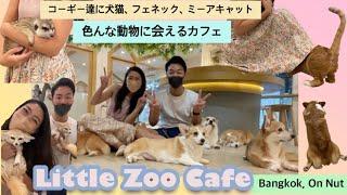 癒し動画珍しい動物とも触れ合えるバンコクのLittle Zoo Cafe -คาเฟ่สัตว์