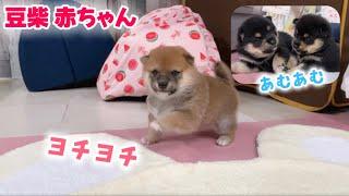 【豆柴犬】激カワ赤ちゃん、ヨチヨチとアムアムが始まりました！【子犬と癒し】まめしば亭ブログvlog