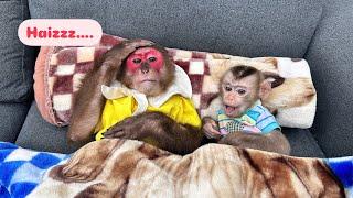 So cute! mischievous monkey Mon makes Kobi unable to sleep