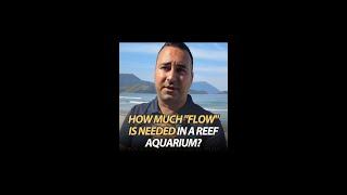 How much "Flow" is needed in a reef aquarium?