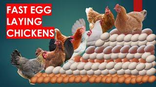 27 Fast Egg Laying Chicken Breeds to Make you Rich