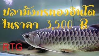 ปลามังกร ทองอินโด ในราคา3,500บ. RTG - Red Tail Golden Arowana