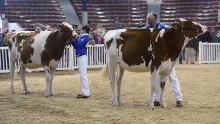 NY Spring Carousel R&W Holstein Show Junior Champion Class