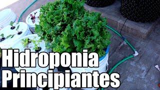 Como empezar en la hidroponia || hidroponia para principiantes || lechuga hidroponia || Bananafabric