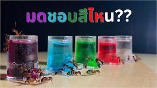 EP 38 ทดลองว่ามดชอบนำ้หวานสีไหนที่สุด!? | MORE MOD