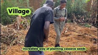 Village Life: traditional way Planting Cassava Seeds  (Gutera Imyumbati) @Village-graduate-life