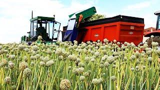 Onion Seed, Green onion, Tomato Harvesting Machine 2023 - Modern Agriculture Harvest Technology