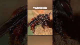 How Vulture Bees Make Honey 