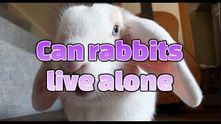 Can rabbits live alone or should they have a companion?