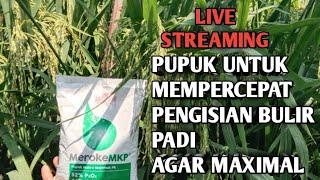 SEMANGAT TANI MANDIRI sedang live sekarang!  Pupuk untuk mempercepat bulir padi