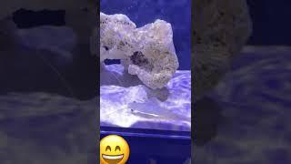 #lobster #aquarium #fishtank #mantisshrimp #nature #wildlife #animals #food #bisonmeat #fish