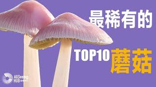 地球上最稀有最贵的蘑菇 TOP10 / 真菌/菌菇/食用菌/毒蘑菇/食用/珍品/美食/菜肴/贵/罕见/神奇