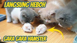 ANAK KUCING BRITISH HEBOH GARA GARA HAMSTER