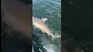 300lb Bull shark