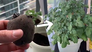 How to Grow Potatoes | Balcony Gardening