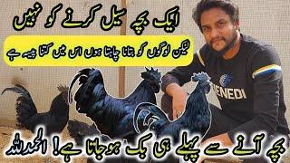 Ayam Cemani Farming in Pakistan|| Cemani Black Most Expensive Chicken||Ayam Cemani price ||B4BIRDS