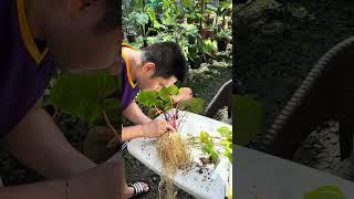 Homalomena Rubescens Tricolor Propagation