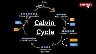 Calvin cycle Step by step Explained || Dark reactions|| Light independent reactions|| Photosynthesis