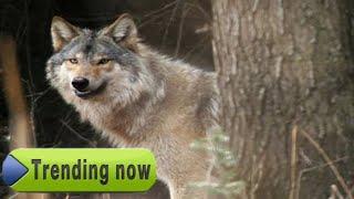 67 North Western wolf killed by night hunts in 2 minutes| North western wolf hunting 2021|