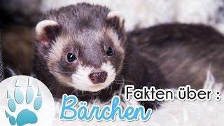 Fakten über Frettchen Bärchen  | Sazus Fellnasen