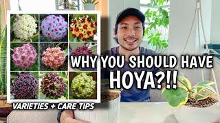 EVERYTHING YOU NEED TO KNOW ABOUT HOYA!