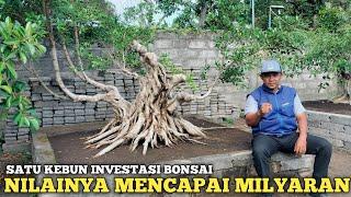 PUSATNYA BONSAI KELAS PETARUNG SEMUA!! INVESTASI MILYARAN DIBONSAI JEMBER