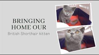 British Shorthair kitten 12 weeks old - Mosby
