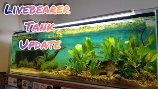 Livebearer tank featuring guppies, mollies & swordtails