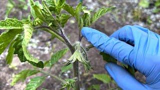 Never remove this stepson! Harvest will be the largest! How to form a tomato stem.