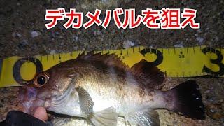 [メバリング] デカメバルを狙うなら、タックルの強さも大事