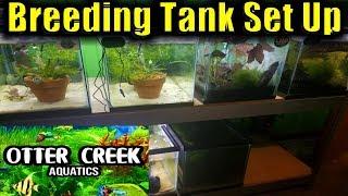 How to set up a livebearer breeding tank | Livebearer breeding | Breeding fish for profit