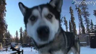 Iditarod: Alaskan Husky