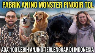 PABRIK ANJ1NG M0NSTER PINGGIR T0L !!!! ADA 100 LEBIH ANJING TERLENGKAP DI INDONESIA #oldisgold