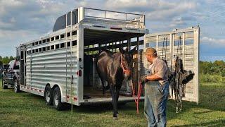 Mule training‼️ Loading the babies in the trailer…