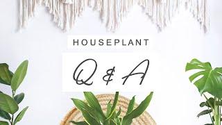 Houseplant Problems Q&A - Your Questions Answered!  Indoor Plants Care For Beginners