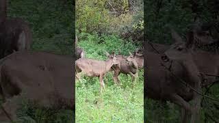 Most Adorable Deer Stack