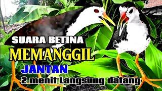 SUARA PIKAT BURUNG RUAK RUAK BETINA || SUPER AMPUH // SUARA JERNIH