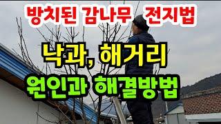 방치된 감나무 전지방법 (낙과, 해거리 원인과 해결방법)  #감나무 전지 전정 방법