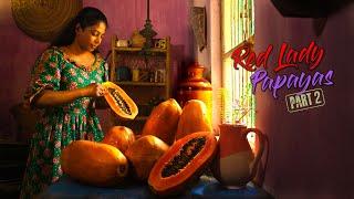 Red lady Papayas - PART 2 | Golden Papayas for creamy Papaya boat & Pineapple drink | Traditional Me