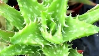 Aloe juvenna Brandham 多肉植物辨識 翡翠殿