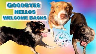 WE SAY GOODBYE TO CHAOS | HELLO TO KOTA | WELCOME BACK BELLA HERE AT DOGGY DAYCARE