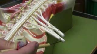 Brachial Plexus - Model