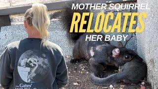 Squirrel Removal: Watch This Mother Squirrel Relocate Her Baby from a Balcony