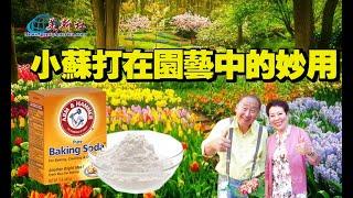 殺菌，除蟲，小蘇打在園藝中的妙用