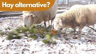 Tree Fodder for Sheep: Can You Use Trees to Replace Hay?