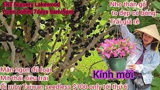 Nho thân gỗ đen có hoa siêu đẹp $550, grimall $350, sale nhiều giống cây nhiệt đới đới giá rẻ EKT